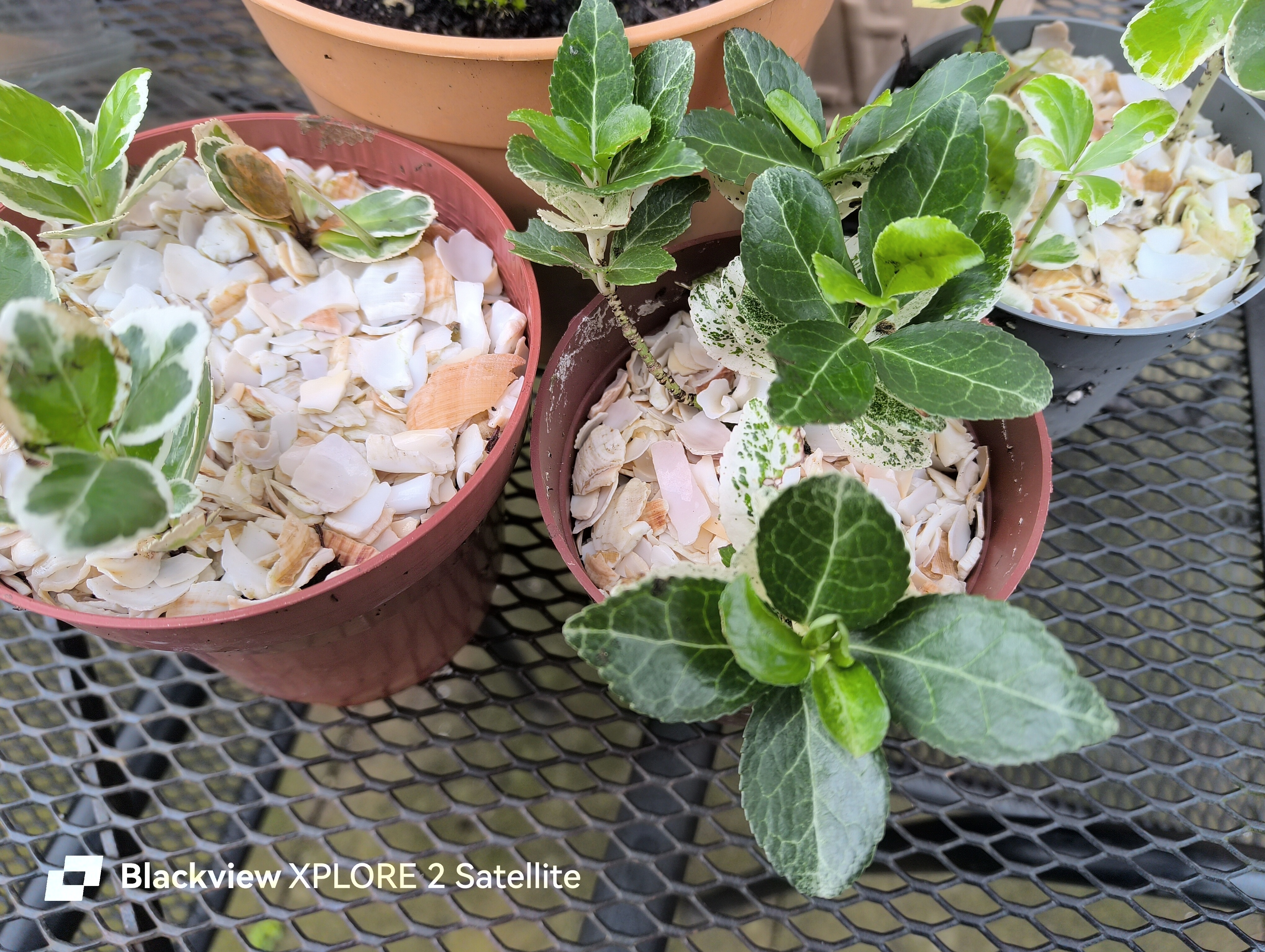 Blackview Xplore 2 Satellite photo examples