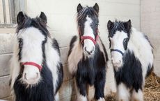 tennis court ponies