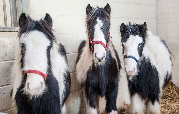 tennis court ponies