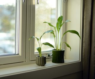 Houseplants near window