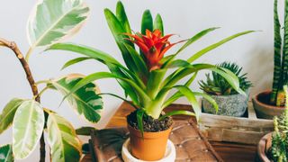 Houseplant Bromelia Guzmania, ficus and succulent