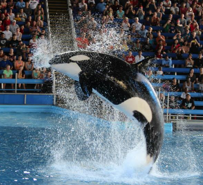 Fraternity brothers busted for allegedly breaking into SeaWorld to take selfies, eat Dippin' Dots