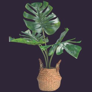 swiss cheese plant in wicker basket pot