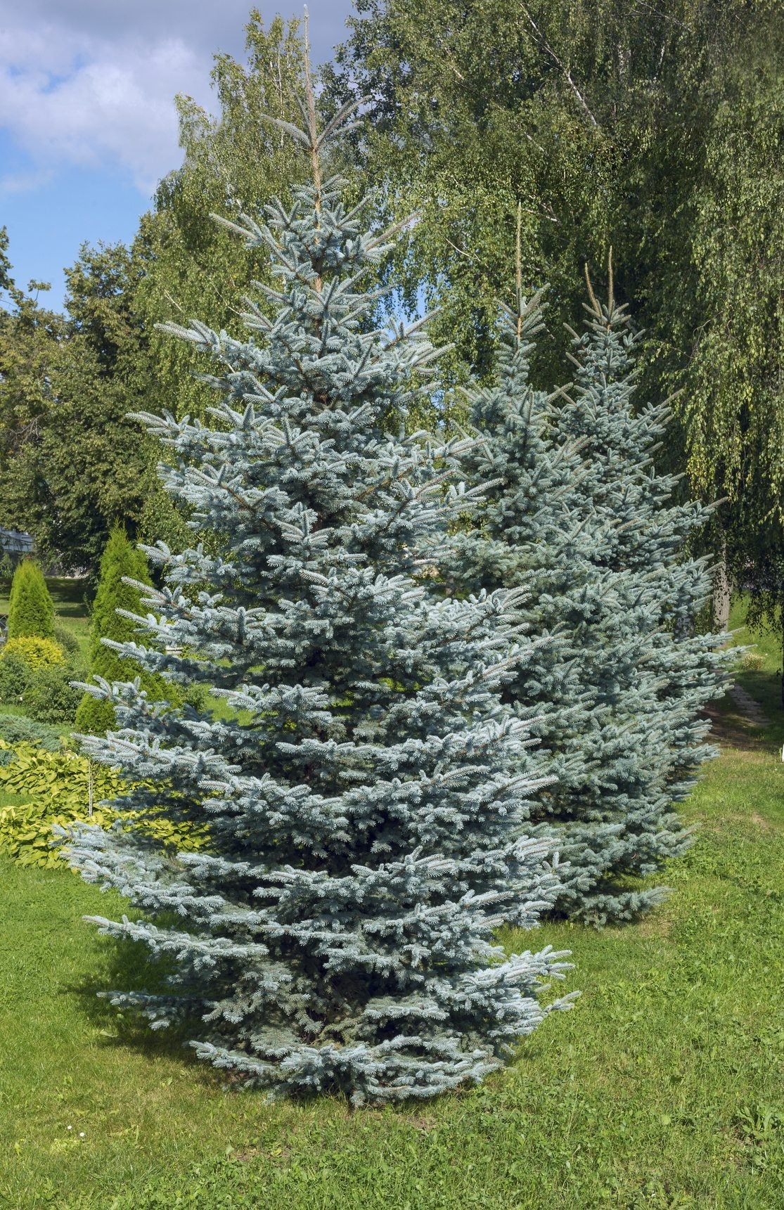 Large Evergreen Trees