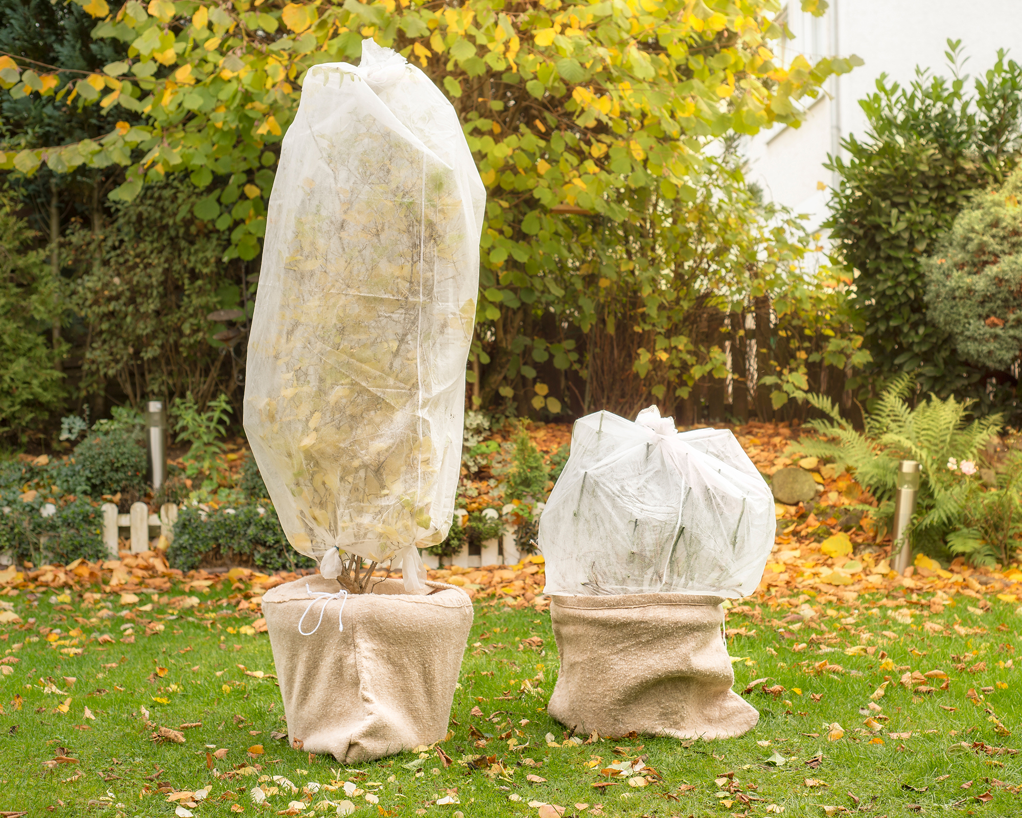 Container plants wrapped with protective fleece