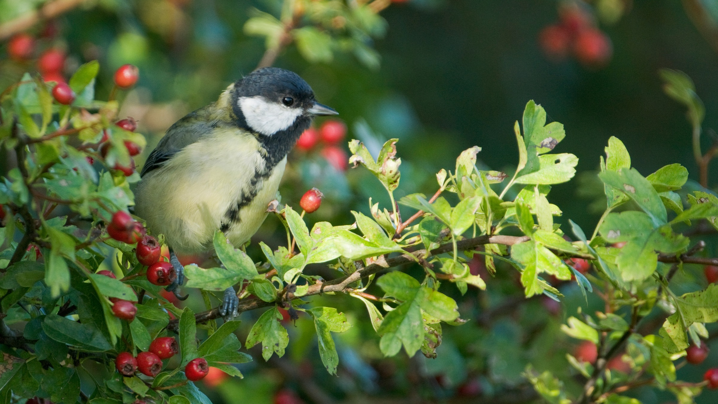Great tit in a hawthorn hedge with red berries.