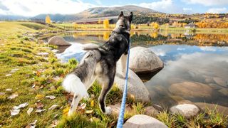 Large dog walking by a lake on a long leash