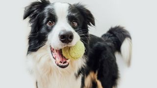 collie with toy