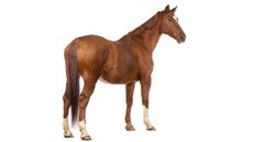 Alamy-old-horse-PY53FK_1__404213482_724317432.jpg