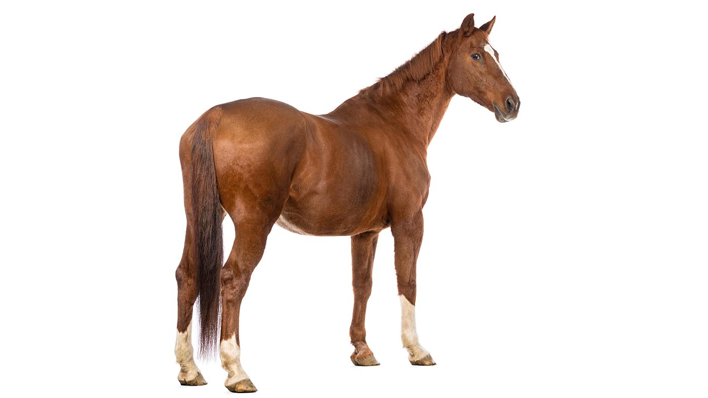 Alamy-old-horse-PY53FK_1__404213482_724317432.jpg