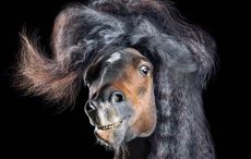 FeatureHorsestyle-Reitpony-Pferdefotografie-Studio_Suertudo_preview.jpg