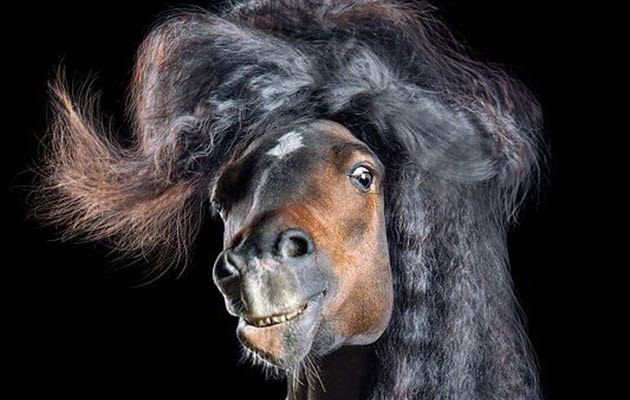 FeatureHorsestyle-Reitpony-Pferdefotografie-Studio_Suertudo_preview.jpg