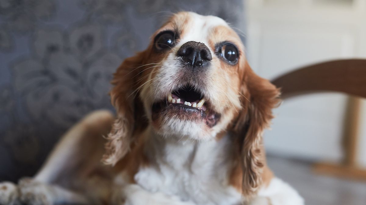 Cavalier King Charles Spaniel