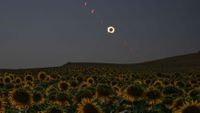 Solar eclipse above field of sunflowers. 