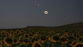 Solar eclipse above field of sunflowers. 