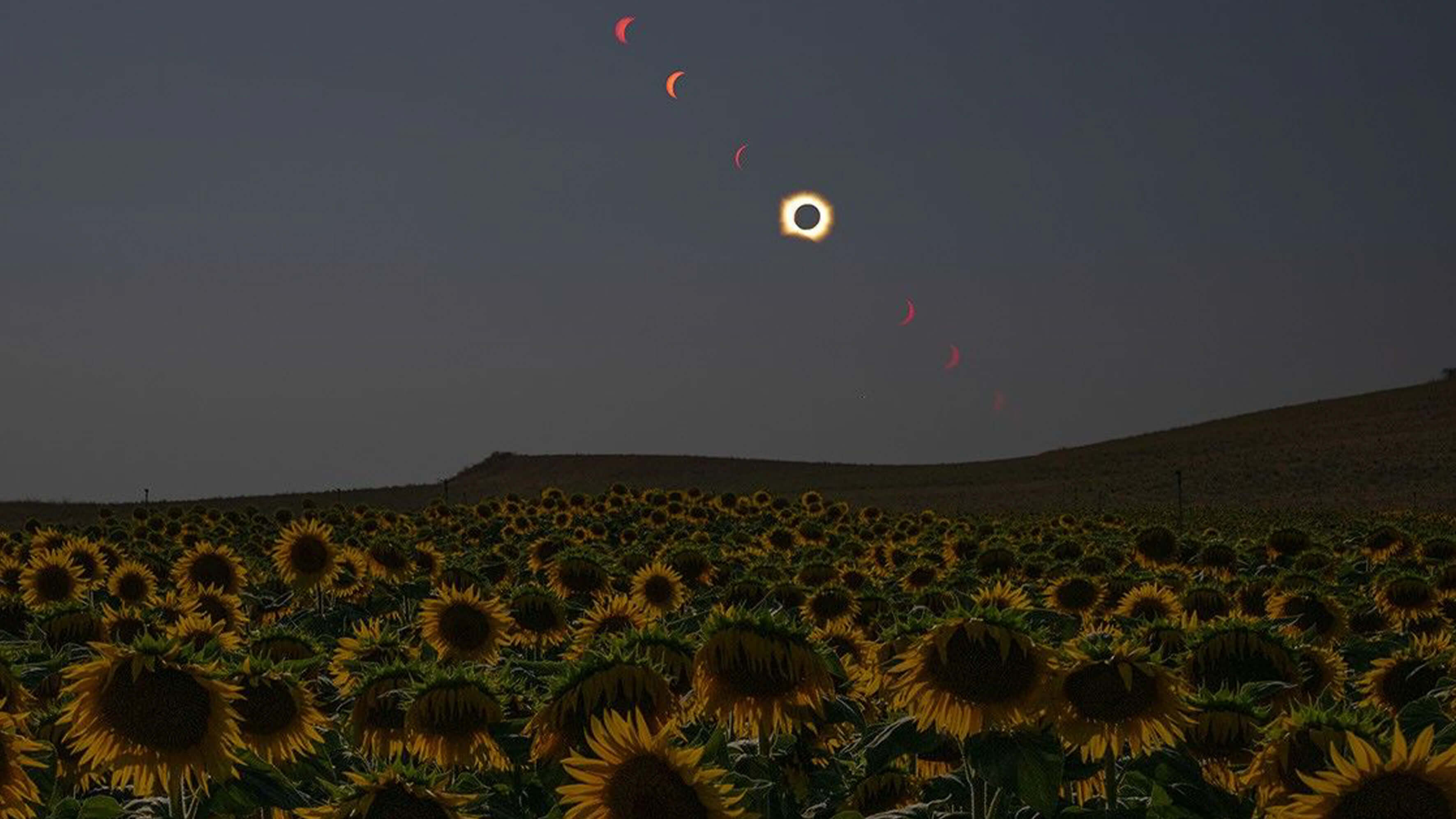 Solar eclipse above field of sunflowers. 