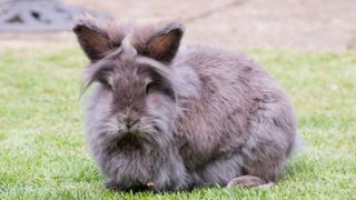 Lionhead rabbit sitting in the grass