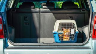 cat in carrier in car trunk