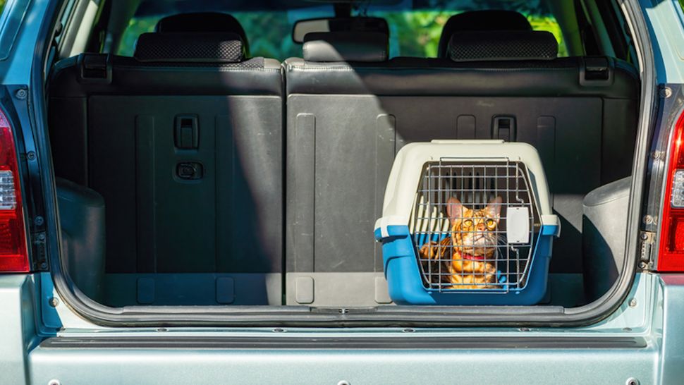 Transporting Pets 32 tips for traveling with pets | PetsRadar