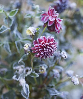 Dahlia flowers in the frost