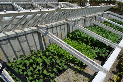 Cold Frame Full Of Seedlings