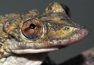 Frogs from Hell Their Venomous Head Spikes Could Kill You Live