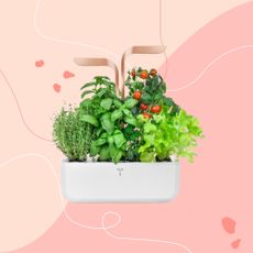 Veritable's Indoor garden on a pink backdrop 