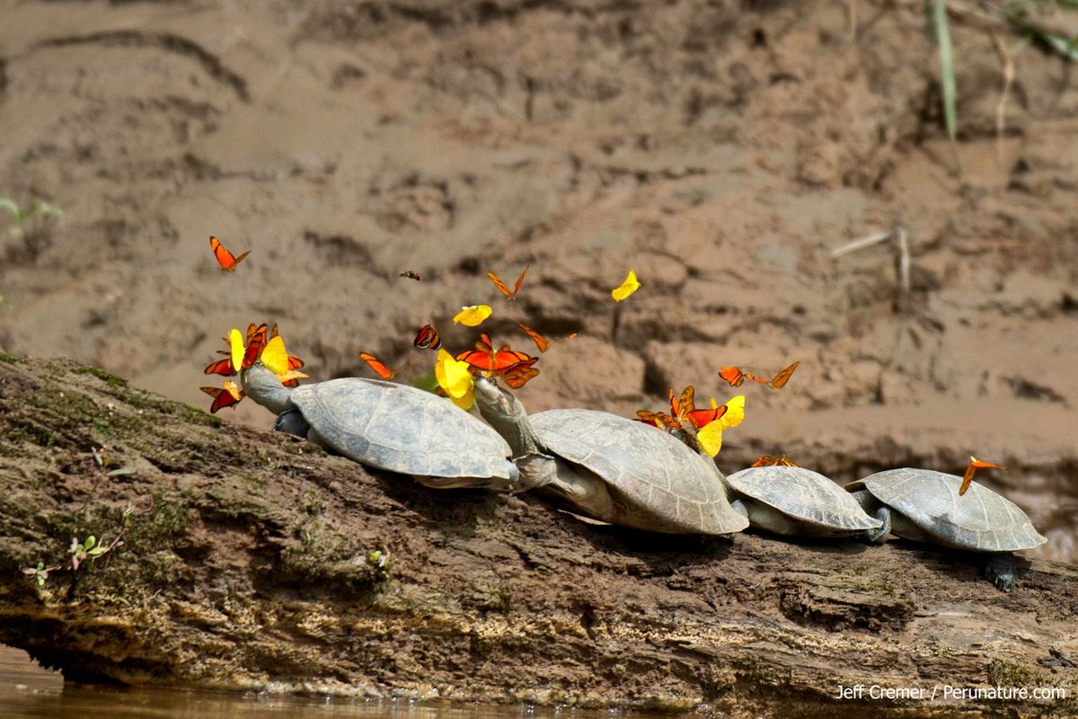 Photos Butterflies Drink Turtle Tears Live Science