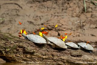 One question that arises: Does the butterfly feeding help, hurt or have no impact on the turtles? Torres said it's not completely clear, but the teary endeavor probably has little impact on the turtles, other than perhaps making them more vulnerable to pr