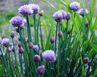 chives growing