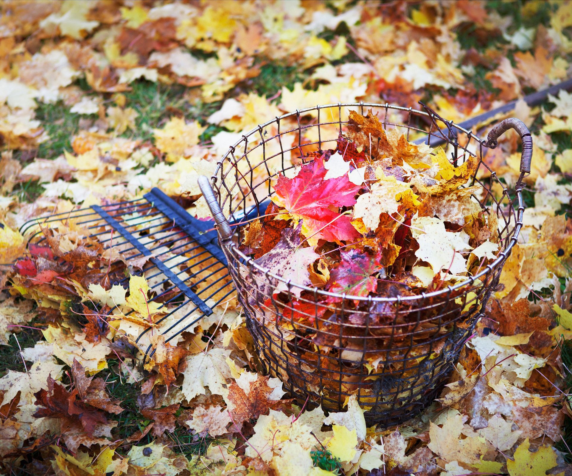 crispy leaves in wire basket on lawn with metal rake in autumn