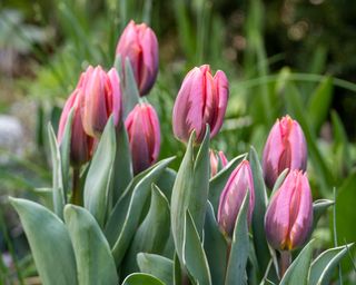 pink tulip bulbs