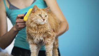 a person holds a large orange cat and brushes them