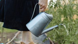 Watering can being used by a woman to water plants