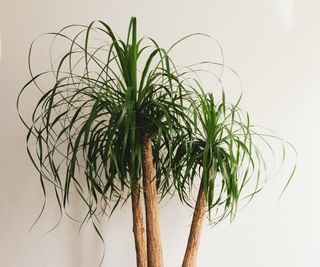 How to care for ponytail palm