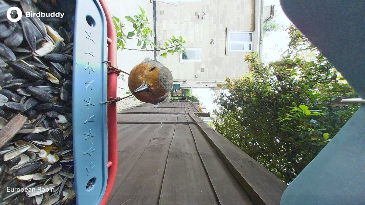 Bird Buddy 2 sample shots