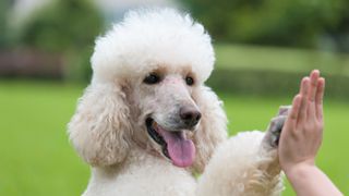 Poodle outside giving a high five to owner
