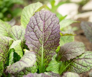 Green and purple mustard leaves growing in the garden