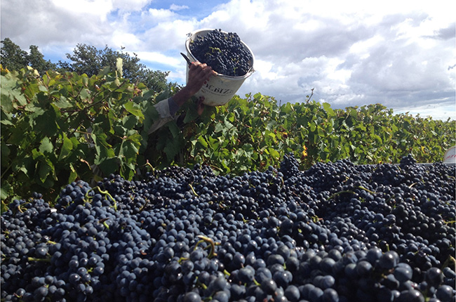 Northern Rhone crozes hermitage