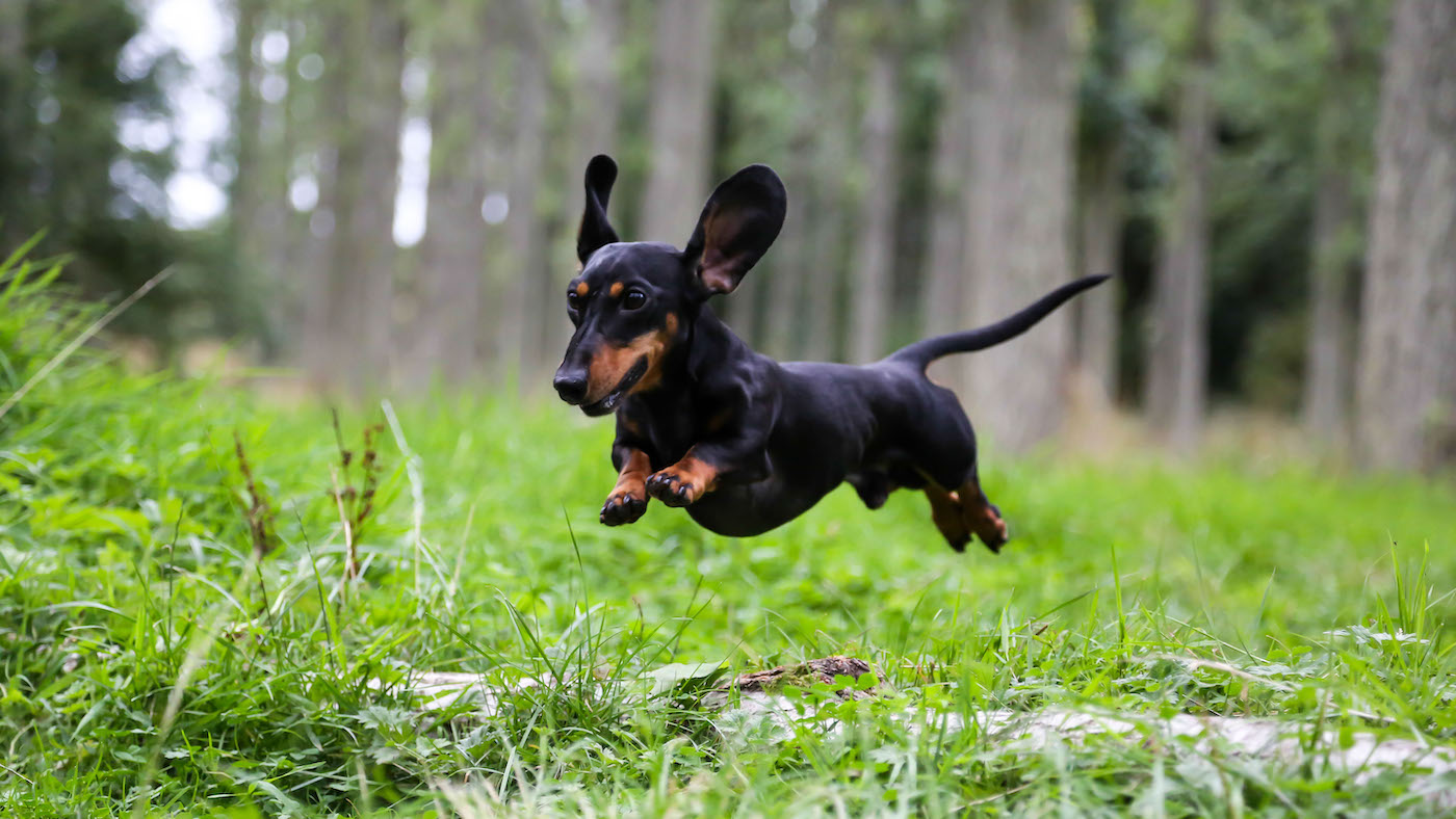 Mini Dachshund jumping in a forest