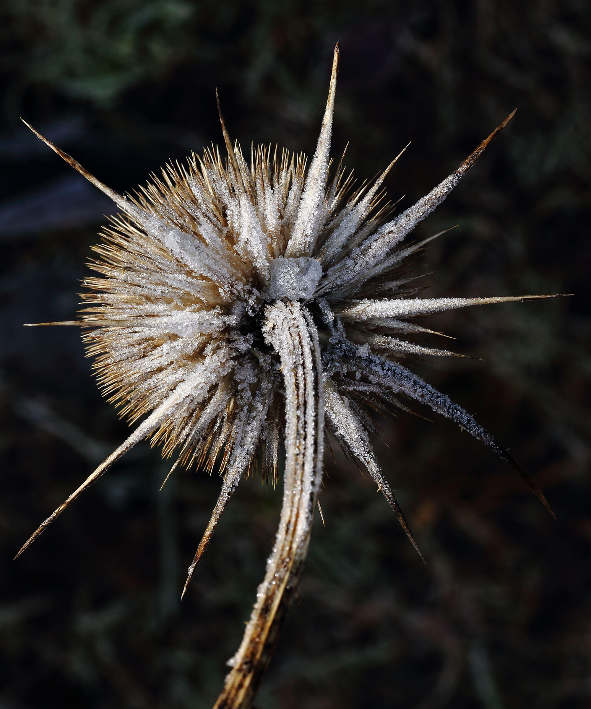 Dipsacus fullonum (Teasel) seedhead covered in frost