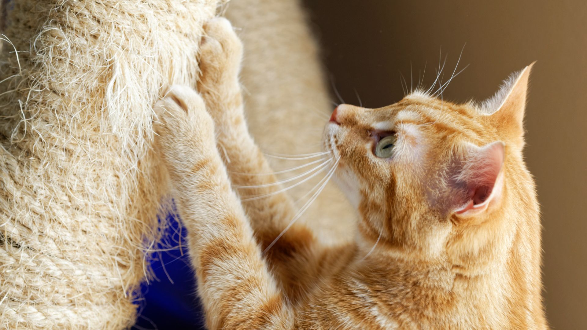 Cat using scratching post