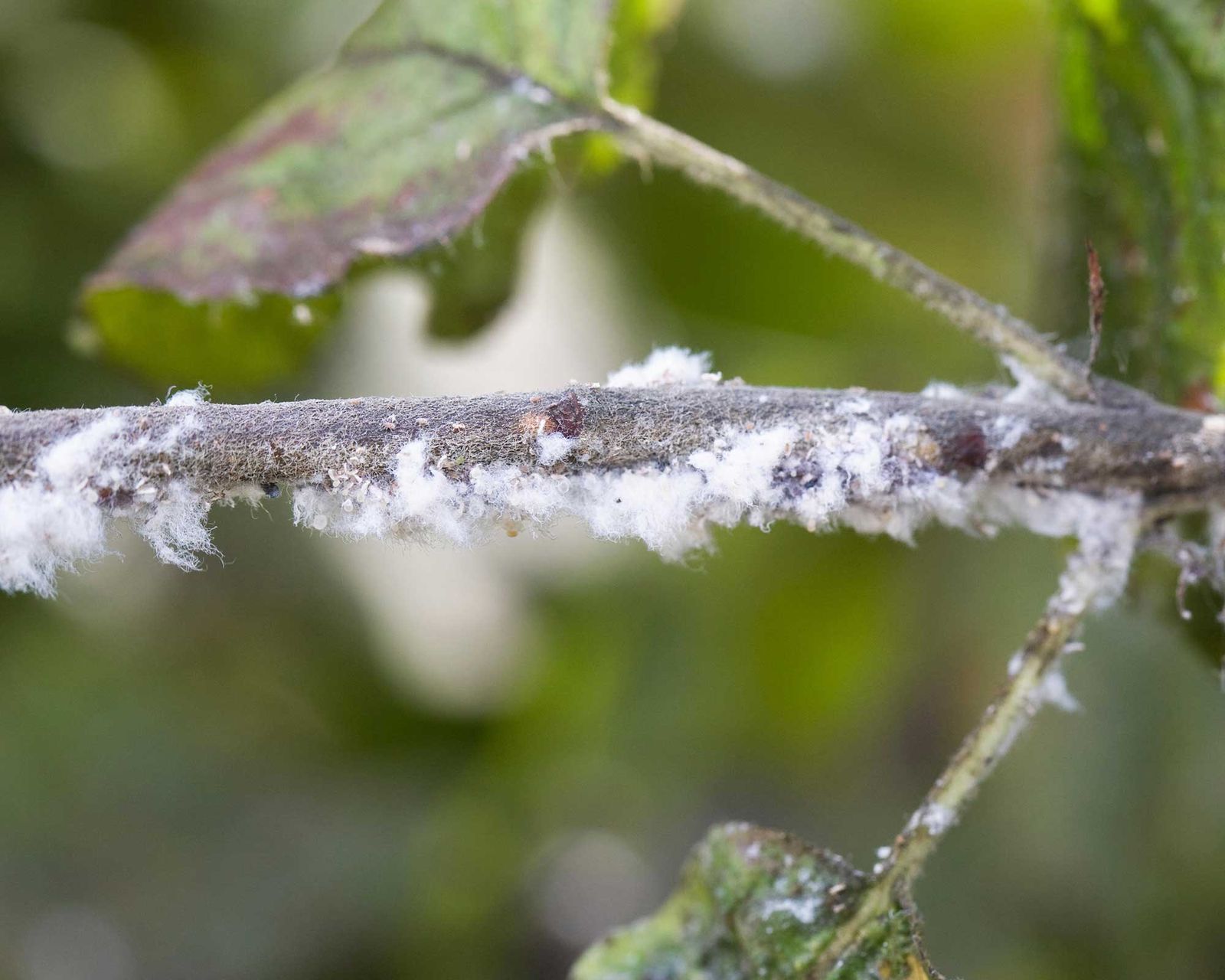 Apple tree diseases: identify and treat 5 common problems | Gardeningetc