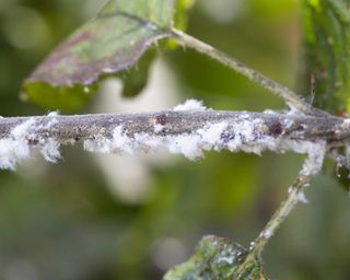woolly aphid on apple tree branch