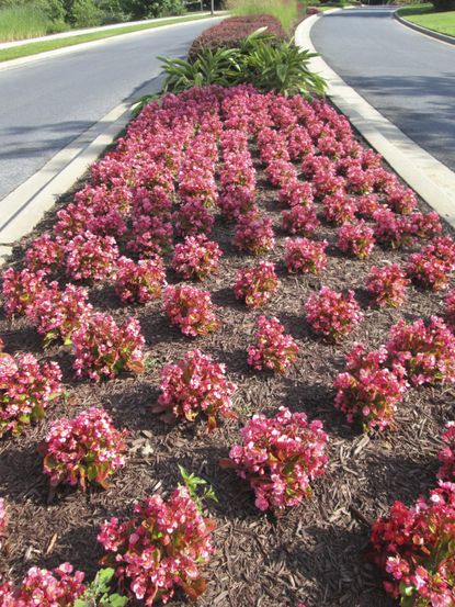 Perennials Planted In A Hell Strip