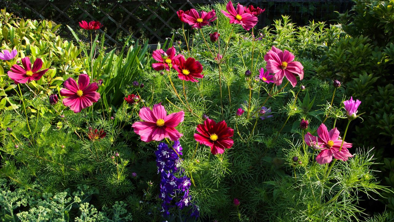 Cosmos in a sunny garden