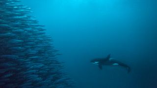 an orca underwater facing a huge herring bait ball