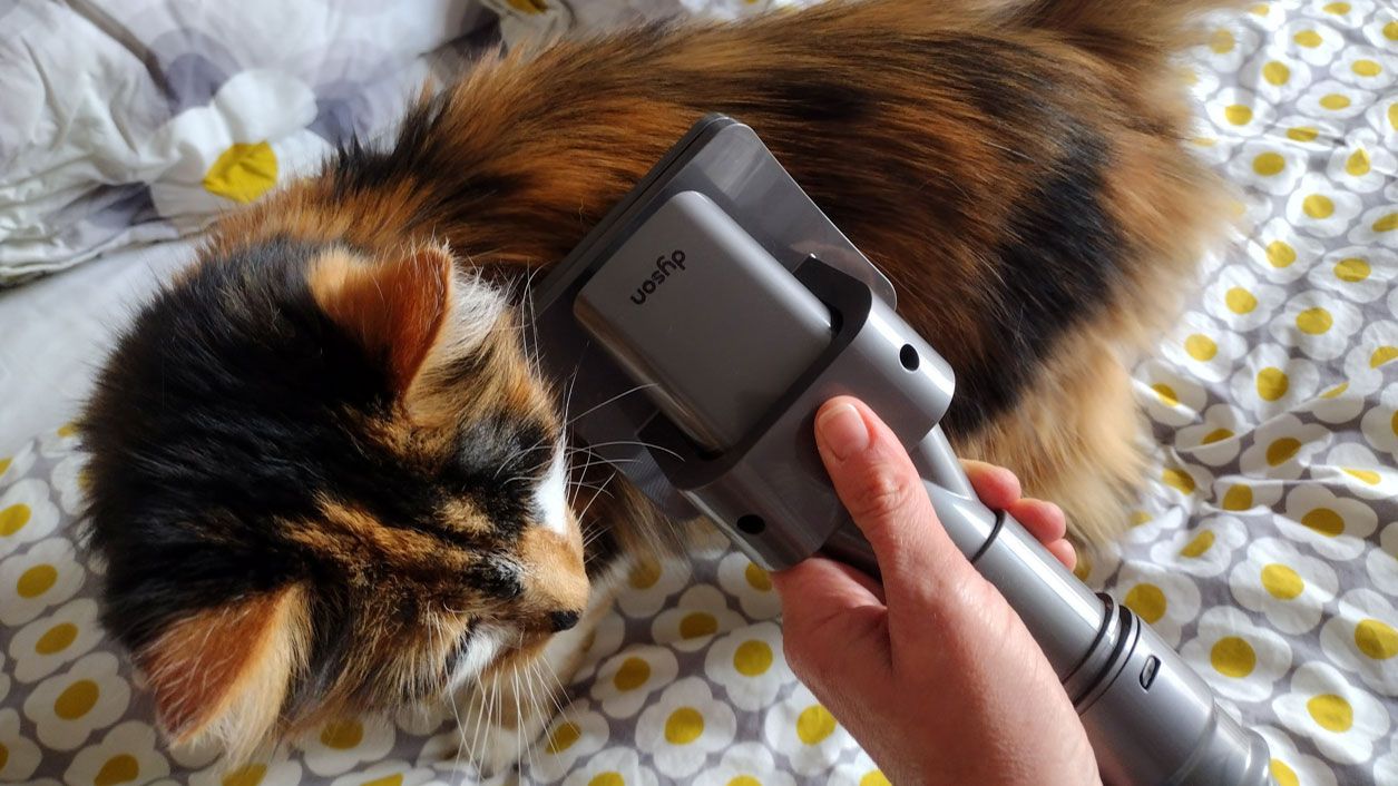 Dyson Pet Groom Tool being tested in writer's home