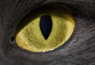 animal eyes, cat