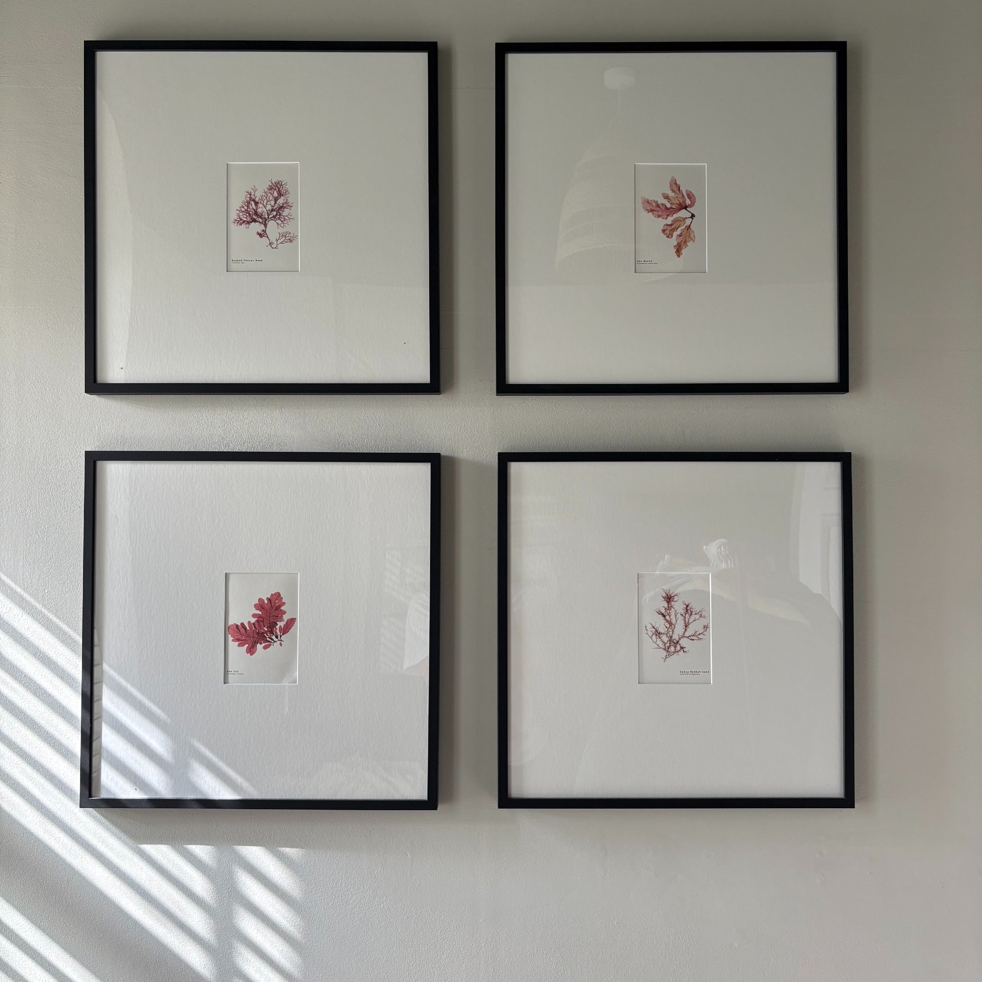 A gallery wall of four botanical prints in black square frames with an oversized white mount